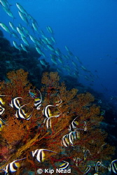 From a trip to Tubbataha last summer, the first time I ev... by Kip Nead 